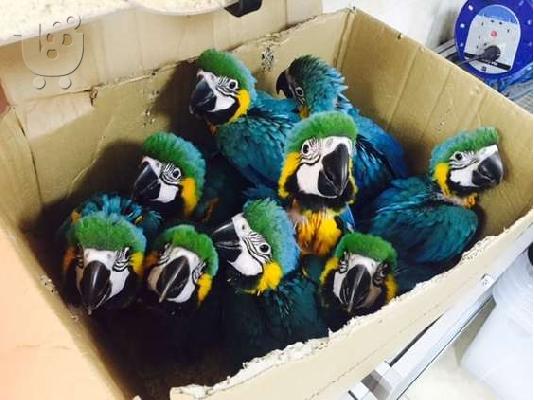 PoulaTo: Το DNA εξέτασε τα μωρά παπαγάλοι macaw