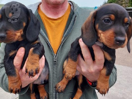 Υπέροχα κουτάβια Dachshund
