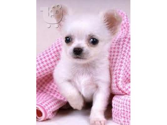 Χαριτωμένα κουτάβια Chihuahua