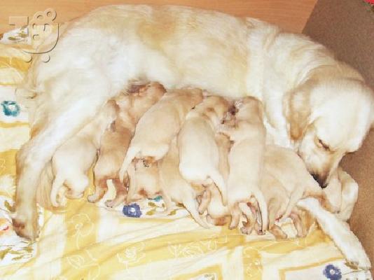 PoulaTo: GOLDEN RETRIEVER ΚΟΥΤΑΒΙΑ