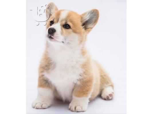 PoulaTo: Pembroke Ουαλικά Corgi κουτάβια