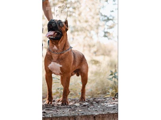 Κουτάβια Cane Corso