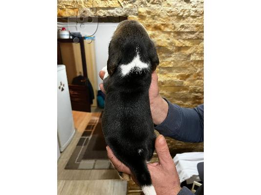 PoulaTo: Κουτάβια Beagle