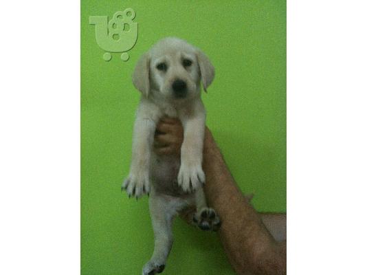 LABRADOR Λαμπραντόρ