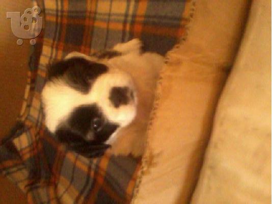 pekinoua