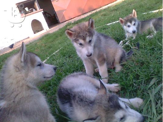 PoulaTo: πωλουνται κουταβακια alaskas malamute