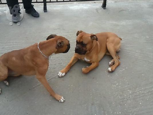 boxer