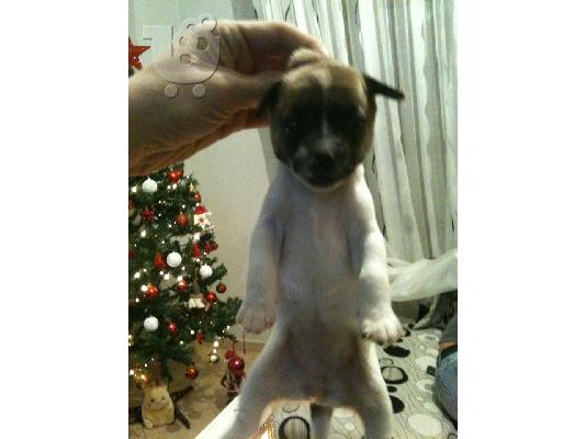 Jack Russell Terrier