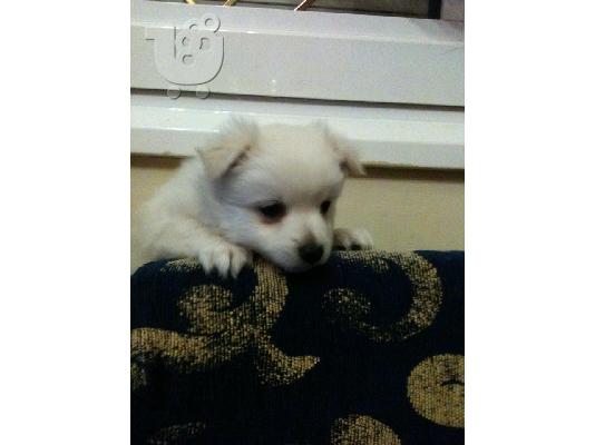 pomeranian
