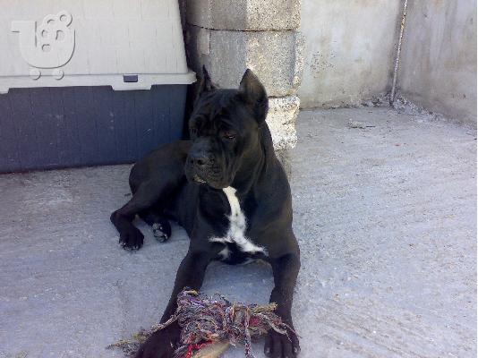 Πωλούνται κουτάβια Cane Corso