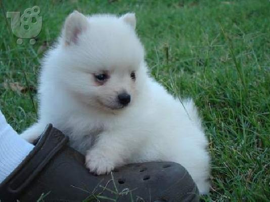 Πολύτιμα κουτάβια Pomeranian