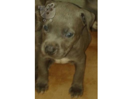 pitbull blue nose