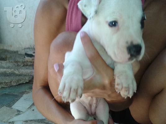 PoulaTo: pit bull koutabia