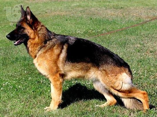 German Shepherd καθαροαιμα και υιγιεστατα κουταβια ΚΡΗΤΗ 6979314054...