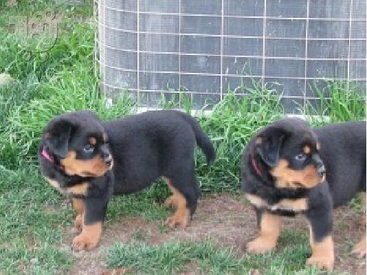 Ειδική μικρά κουτάβια Rottweiler