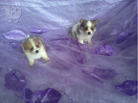 papillon