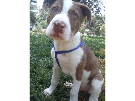 PoulaTo: polite pitbull 200 euro