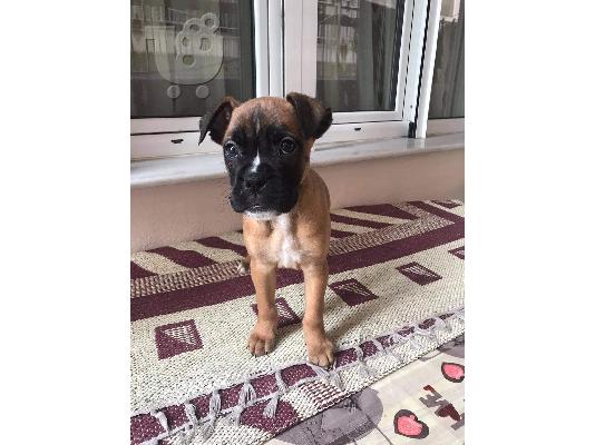 boxer θηλυκο