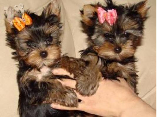 PoulaTo: Yorkshire Terrier Super Mini