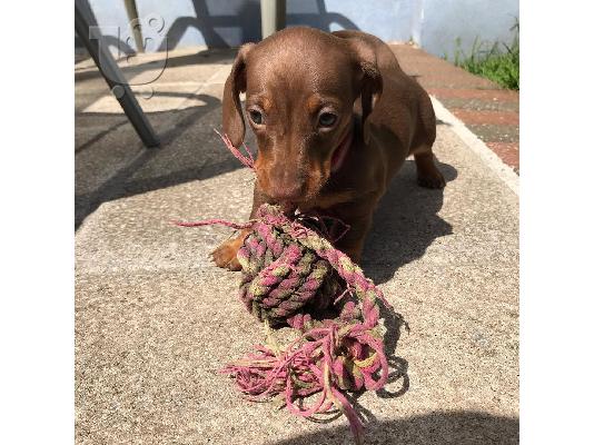 Μινιατούρα Dachshunds
