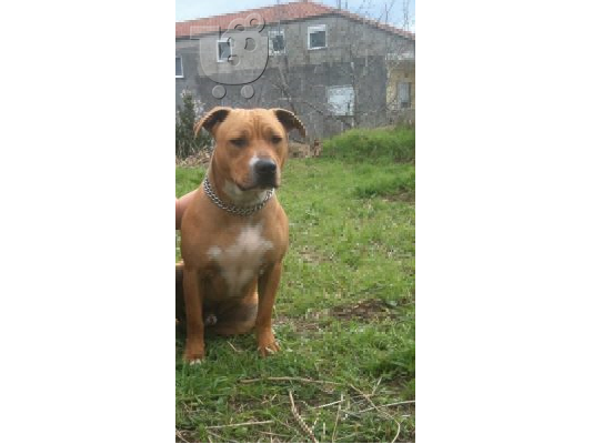 PoulaTo: PITBULL