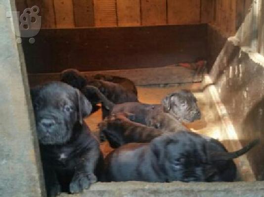 CANE CORSO