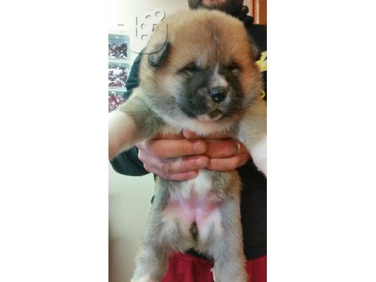 AKITA INU