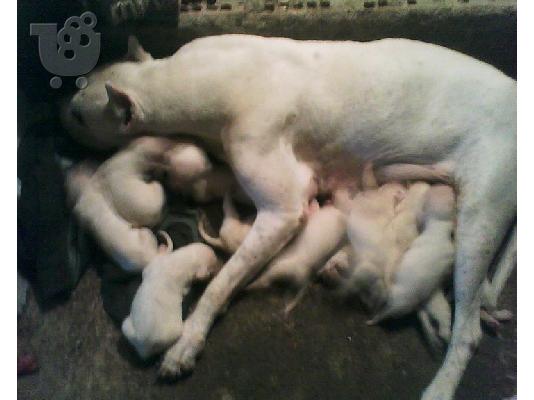 PoulaTo: DOGO ARGENTINO ΚΟΥΤΑΒΙΑ ΓΝΗΣΙΑ ΑΡΙΣΤΗΣ ΜΟΡΦΟΛΟΓΙΑΣ.ΠΑΝΕΛΛΑΔΙΚΑ