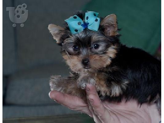 PoulaTo: Yorkshire Terrier
