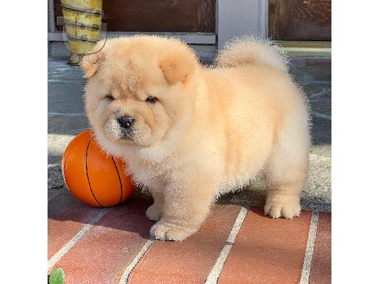 PoulaTo: Υγιή κουτάβια Chow Chow