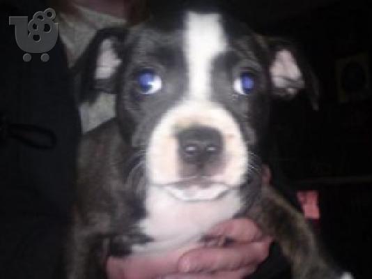 PoulaTo: Staffy κουτάβια