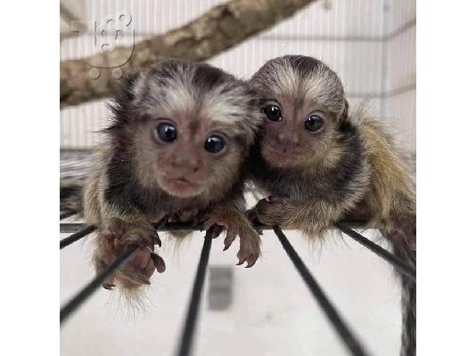 PoulaTo: Marmosets Monkeys Διαθέσιμα τώρα