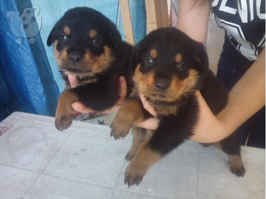 PoulaTo: ΠΩΛΟΥΝΤΑΙ ΚΑΘΑΡΟΑΙΜΑ ΚΟΥΤΑΒΙΑ ROTTWEILER-250Ε