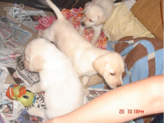 LABRADOR