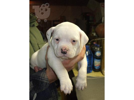 AMERICAN BULLDOGS Μπουλντόγκ