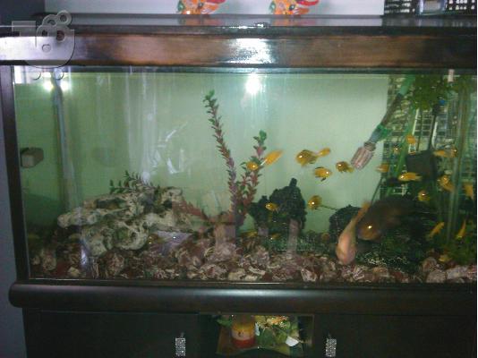Hxeia 2 denacord 500watt