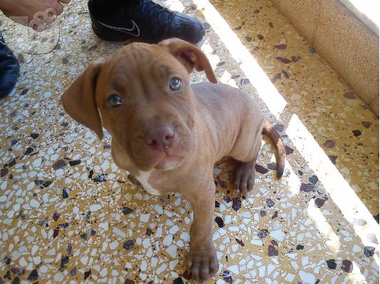 PoulaTo: pitbull