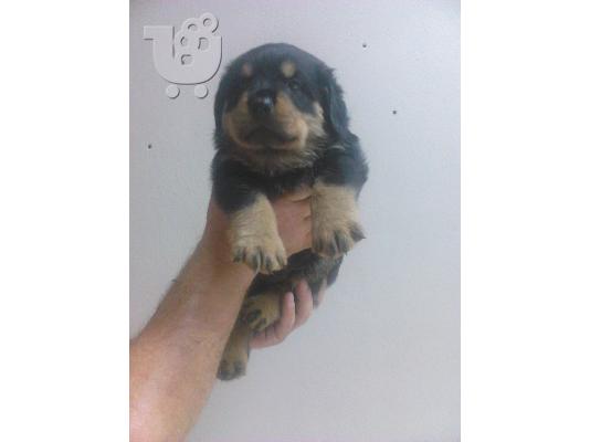 ΧΑΡΙΤΩΜΕΝΑ ΚΟΥΤΑΒΙΑ ROTTWEILER