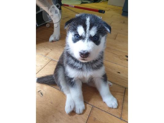 PoulaTo: Όμορφη σκυλιά σούβλας husky προς πώληση