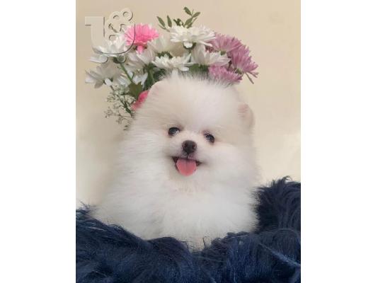 PoulaTo:  Pomeranian ψάχνει για ένα νέο σπίτι,
