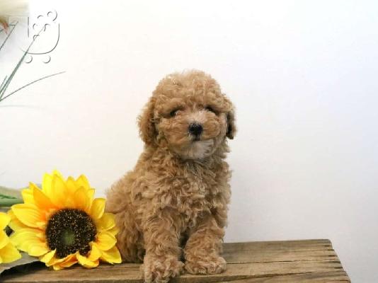 PoulaTo: Φλυτζάνι τσαγιού Maltipoo