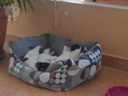 jack russell 2 κουταβια θυλικα