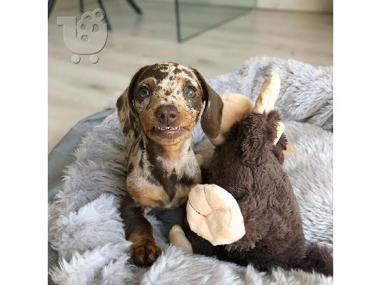 Dachshund Puppies