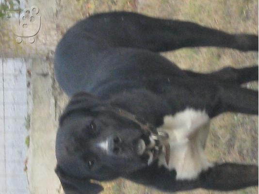 presa canario