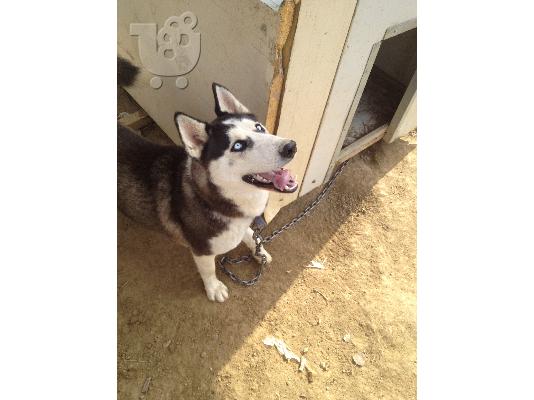 pwleitai husky