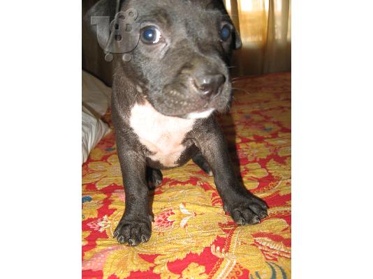 Pwloyntai koytavia pitbull