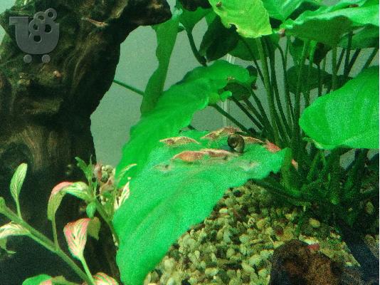 ΔΙΝΟΝΤΑΙ ΓΑΡΙΔΕΣ RED CHERRY ΚΑΙ Ramshorn Snails