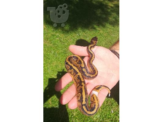ball python pied