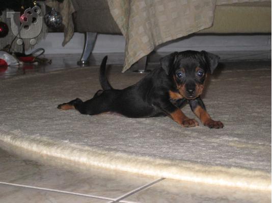 Mini pincher