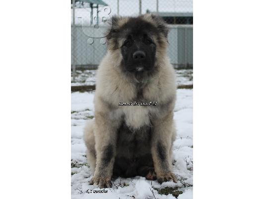 PoulaTo: Caucasian shepherd dogs